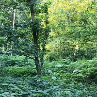 Information board and woodland views