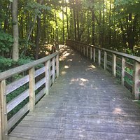 Boardwalk thru the woods.