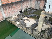 Sad and inhumane - Review of Crocodile Farm, Siem Reap, Cambodia -  Tripadvisor