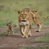 Funtimes Kenya Safaris
