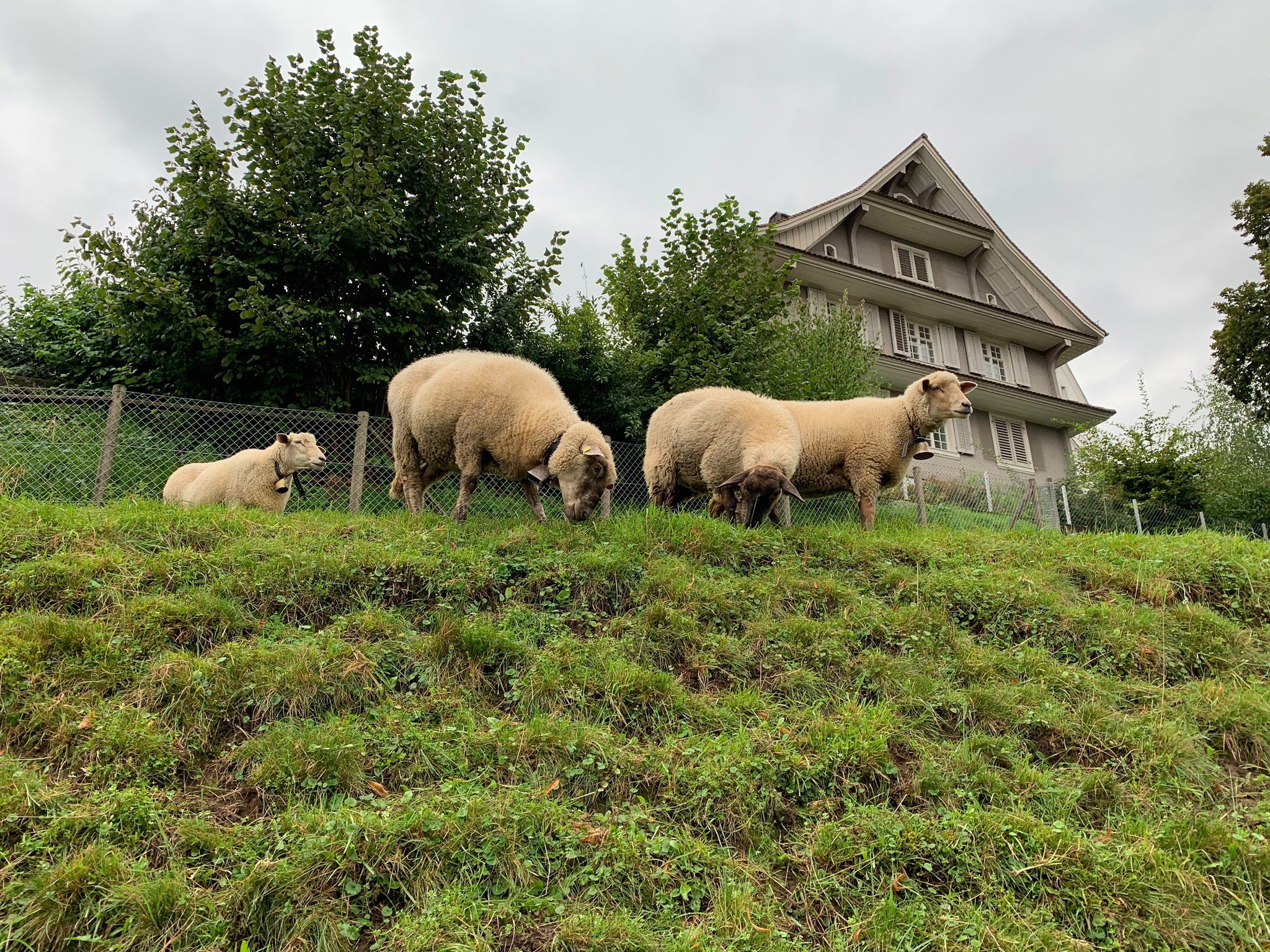 St Gallus Catholic Church (Kriens) - Tripadvisor