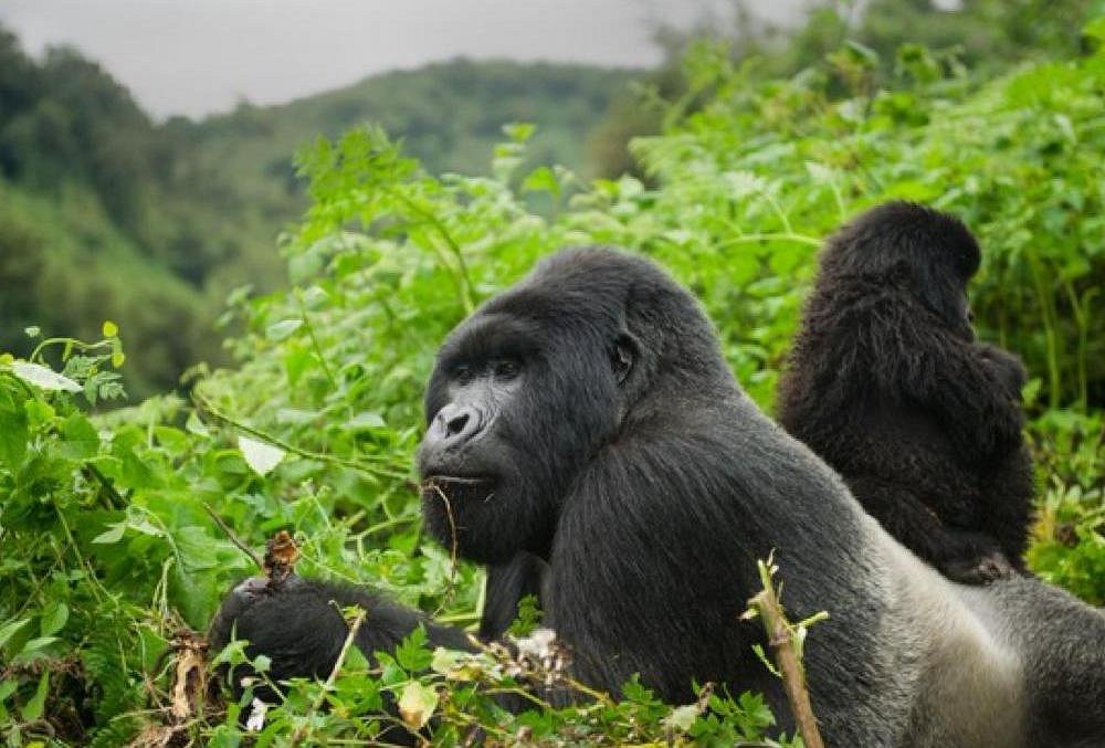 mambo gorilla safaris uganda