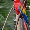 Things To Do in South Birding Peru, Restaurants in South Birding Peru