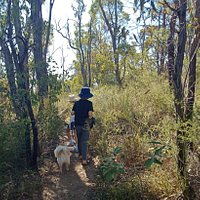 Explore a range of pathways through the bush.