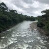 Margarita muril... M