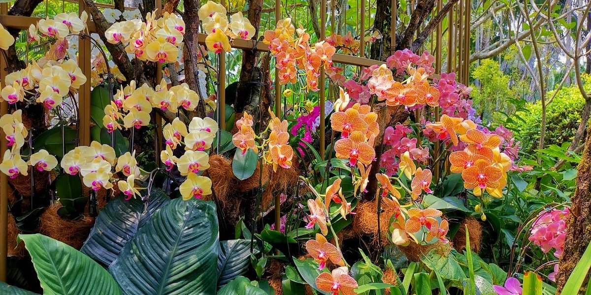 singapore botanic gardens orchids