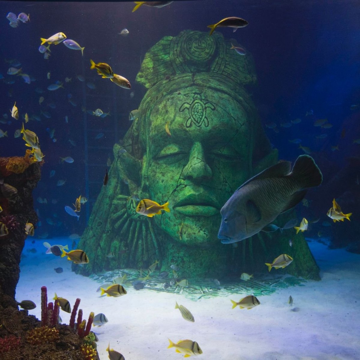 sea-life-manchester-stretford-ce-qu-il-faut-savoir