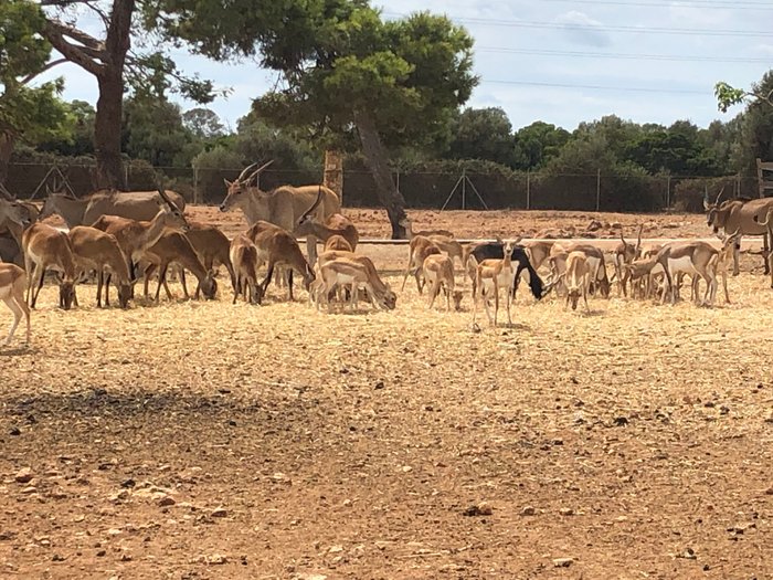 Imagen 9 de Safari Zoo Mallorca