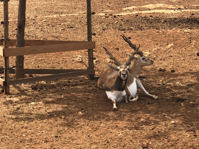 Imagen 8 de Safari Zoo Mallorca