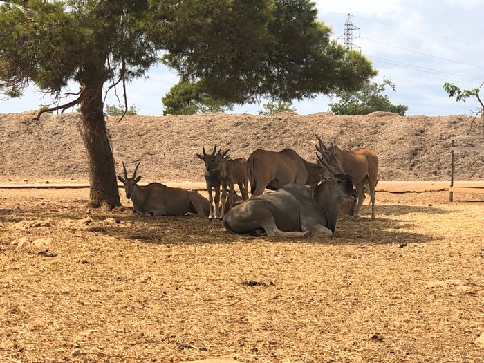 Imagen 7 de Safari Zoo Mallorca