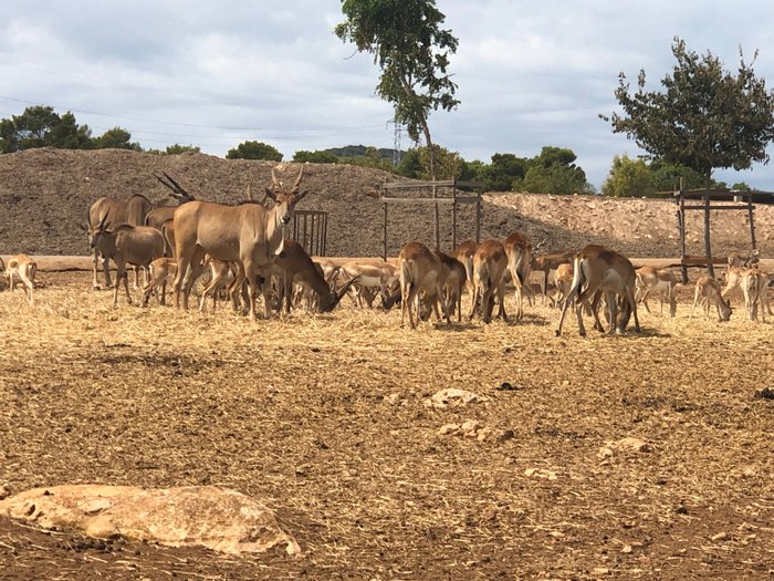Imagen 6 de Safari Zoo Mallorca