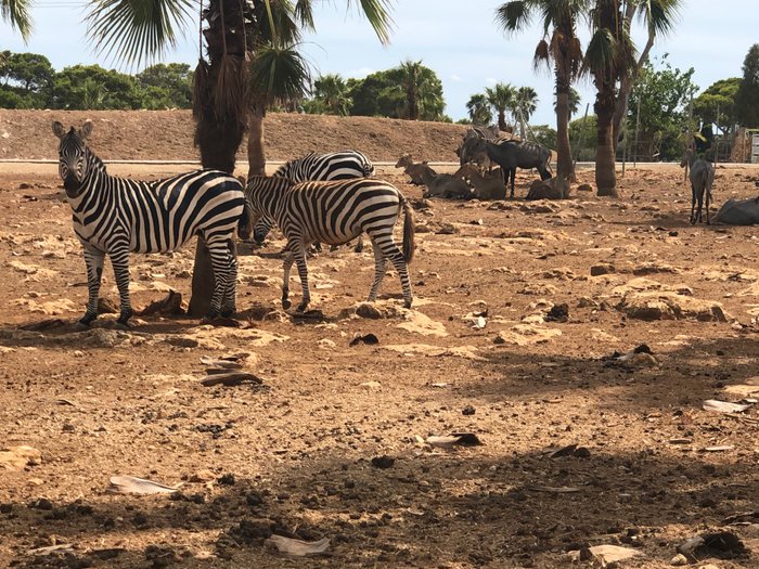 Imagen 5 de Safari Zoo Mallorca