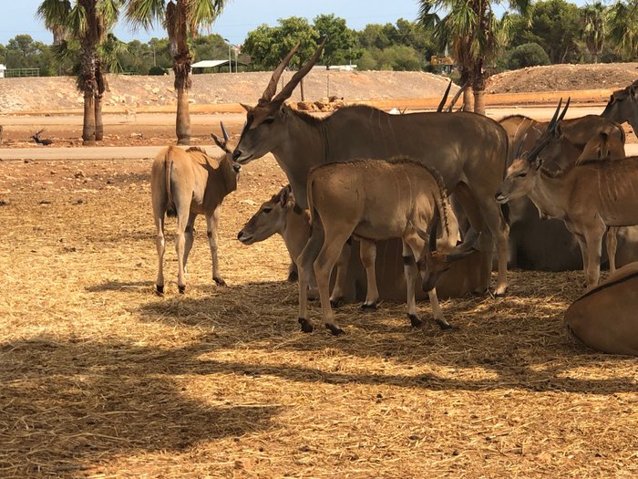 Imagen 3 de Safari Zoo Mallorca