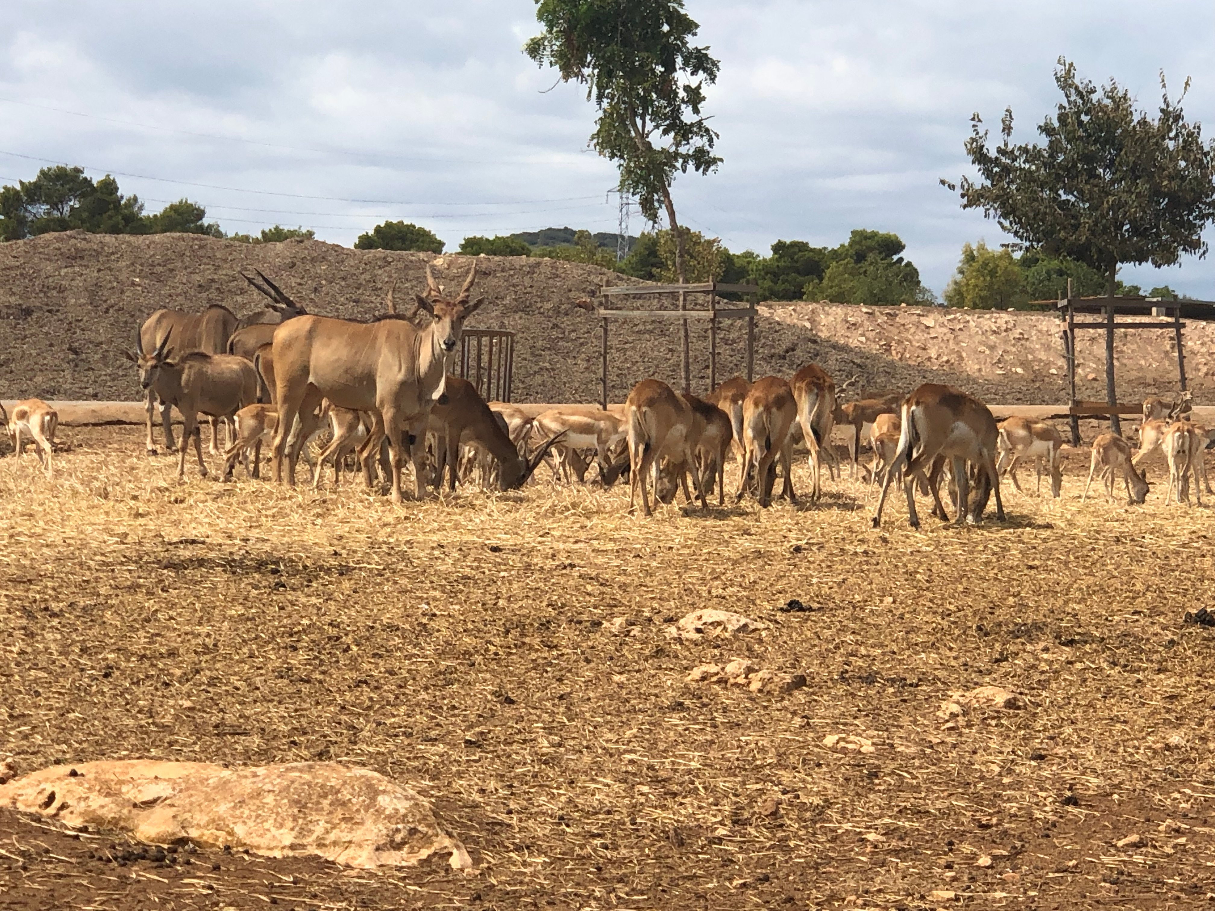 Safari Zoo Mallorca (2025) - All You Need to Know BEFORE You