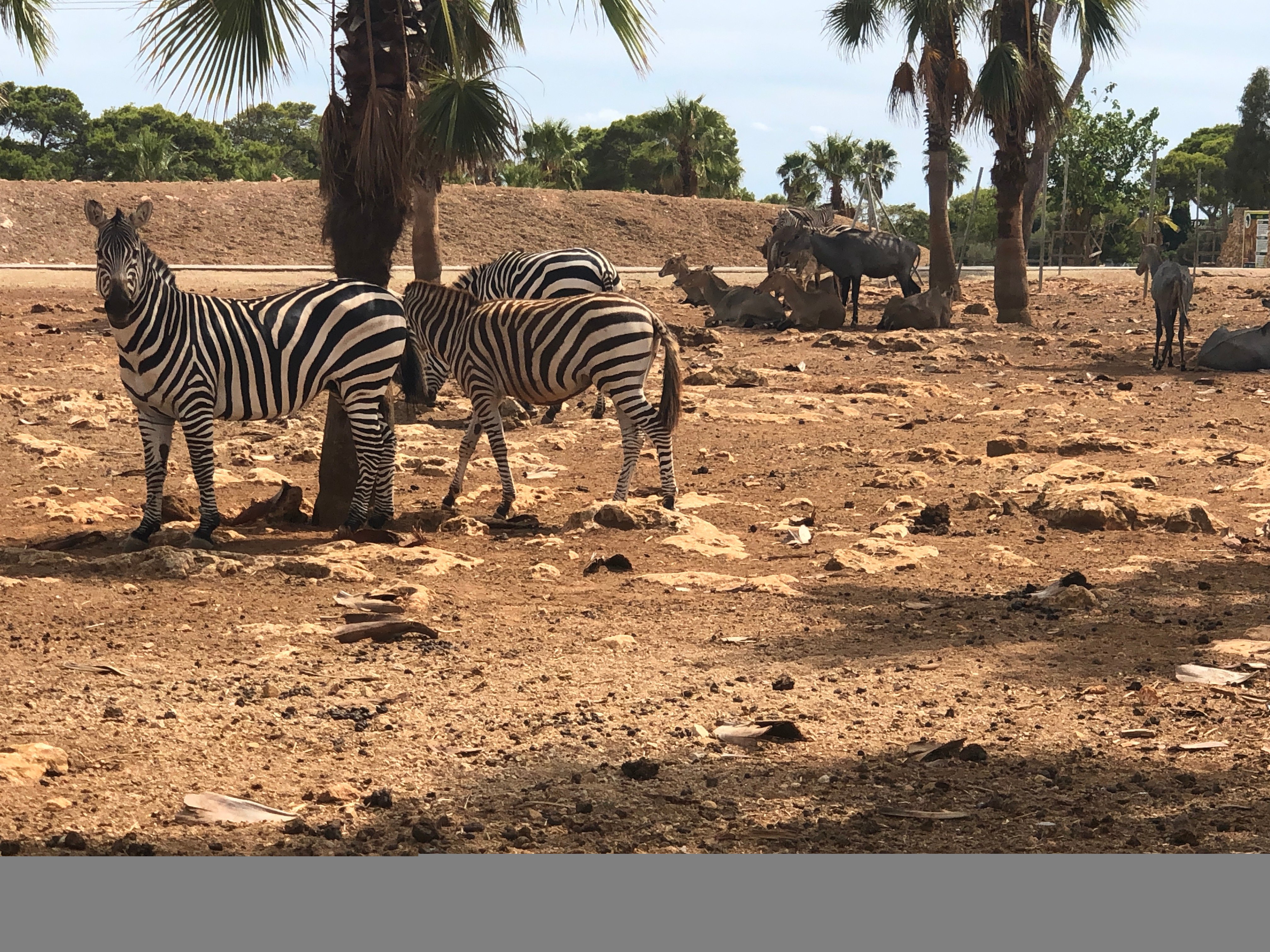 Safari Zoo Mallorca (2025) - All You Need to Know BEFORE You