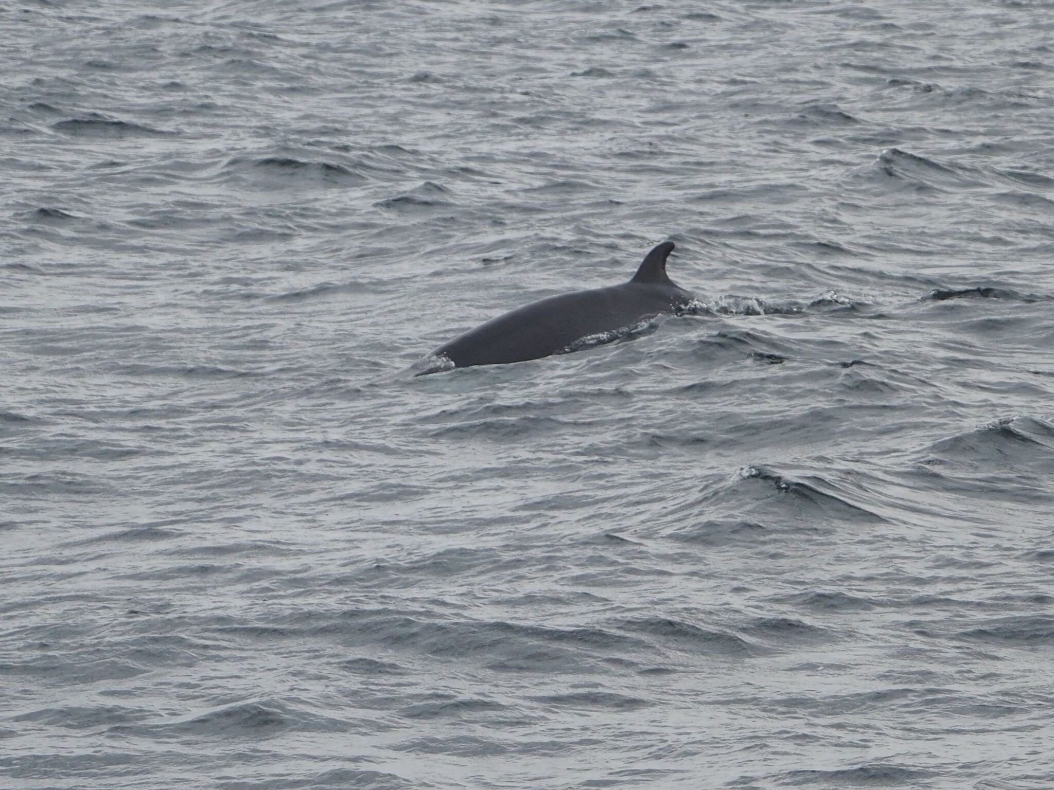 WHITBY WHALE WATCHING - All You Need to Know BEFORE You Go