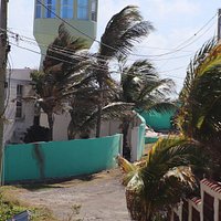 Palm trees nearby