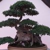 lamantino0103