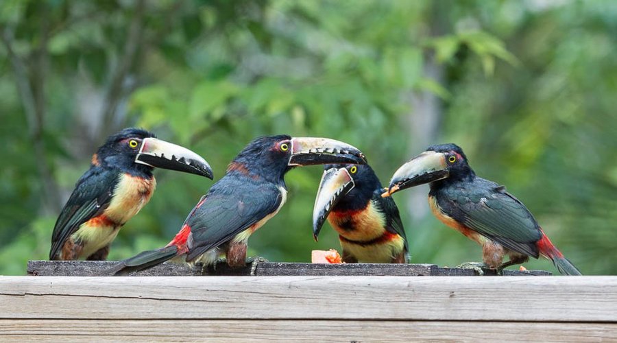 Collared Aracaris at the lodge feeder table
