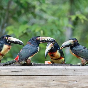 Collared Aracaris at the lodge feeder table