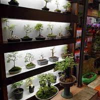 Kleiner Stand, verkauft nur Bonsai Bäume