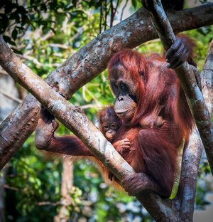 ボルネオ島の自然 野生動物生息エリア ボルネオ島の 10 件の自然 野生動物生息エリアをチェックする トリップアドバイザー