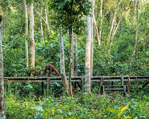 Simpan kabili-sepilok hutan Sepilok Orangutan