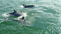 21年 イルカマリンワールド 行く前に 見どころをチェック トリップアドバイザー 21年 イルカマリンワールド 行く前に 見どころをチェック トリップアドバイザー