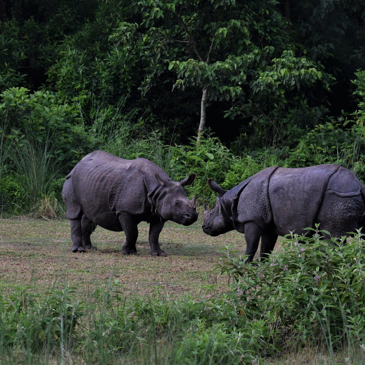 Nepal Wildlife Tour (Sauraha): Address, Phone Number, - Tripadvisor