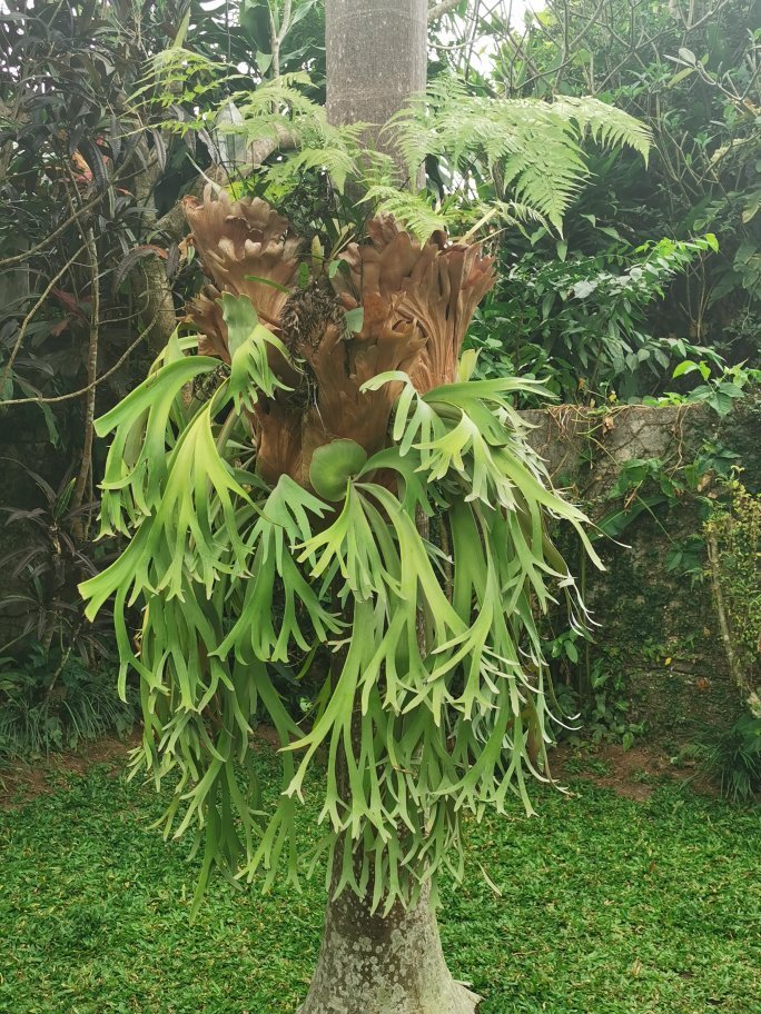 GRIYA SRIWEDARI: Bewertungen, Fotos & Preisvergleich (Ubud, Bali ...