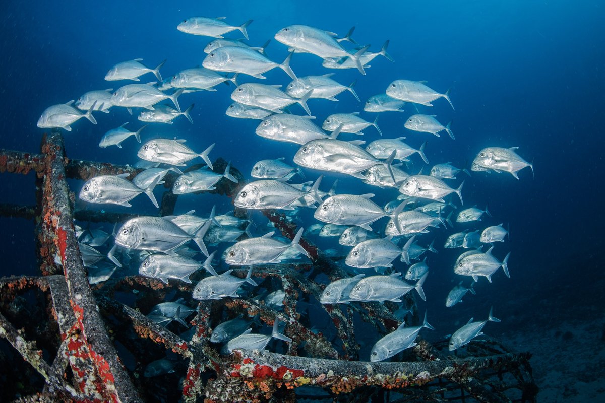 School of fish • #atlantishawaii #hawaii #adventure #submarine #familyactivities