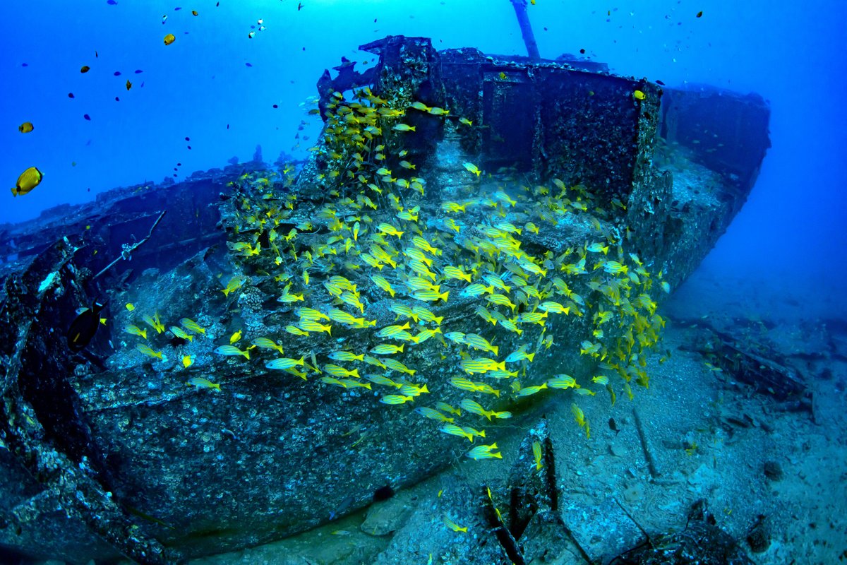 An experience you don’t want to miss • #atlantishawaii #hawaii #adventure #submarine #familyactivities