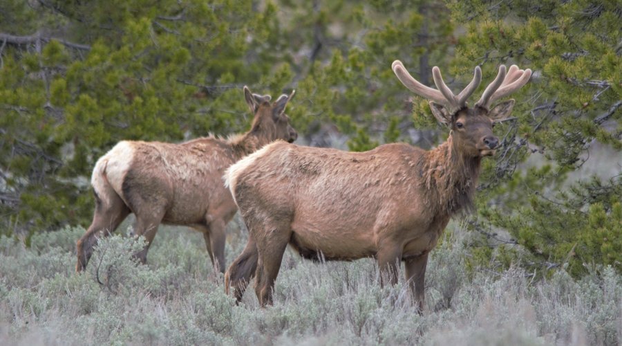 Elk grazing in the afternoon.  Venados por la tarde buscando comida.  Nikon D7100 & Sigma 500mm lens