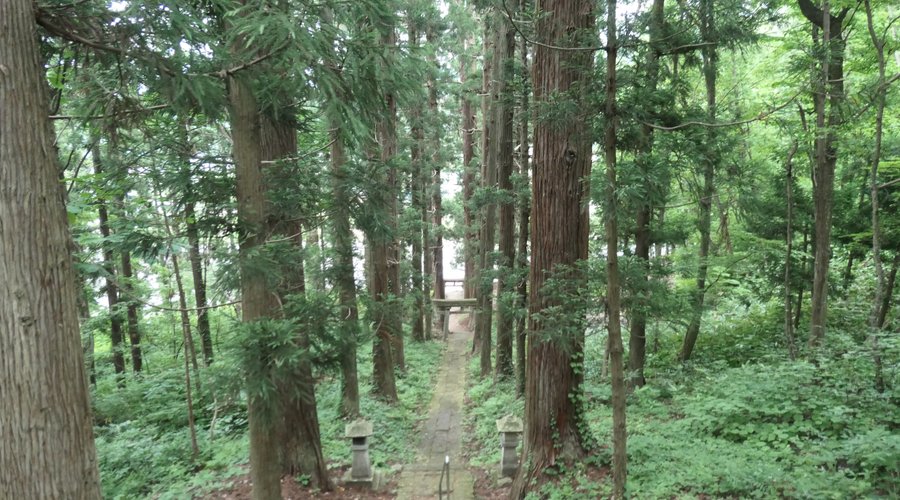 ここの神社の森はとても神秘的で素敵でした。