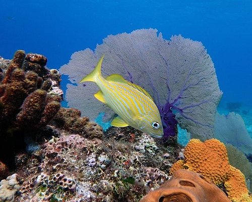 10 MEJORES Buceo con tiburones en Cozumel (Actualizado 2023)