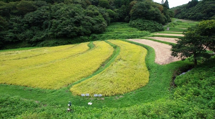 手前に、白い看板が4つ見えます。ここに、一枚の田んぼに対するオーナーさんの名前を記載しています。