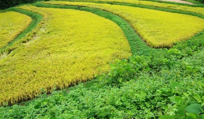 首を垂れる、稲穂かな。2019年は、9月22日が刈り取りの日です。年初の予定より、1週間ほど遅れました。