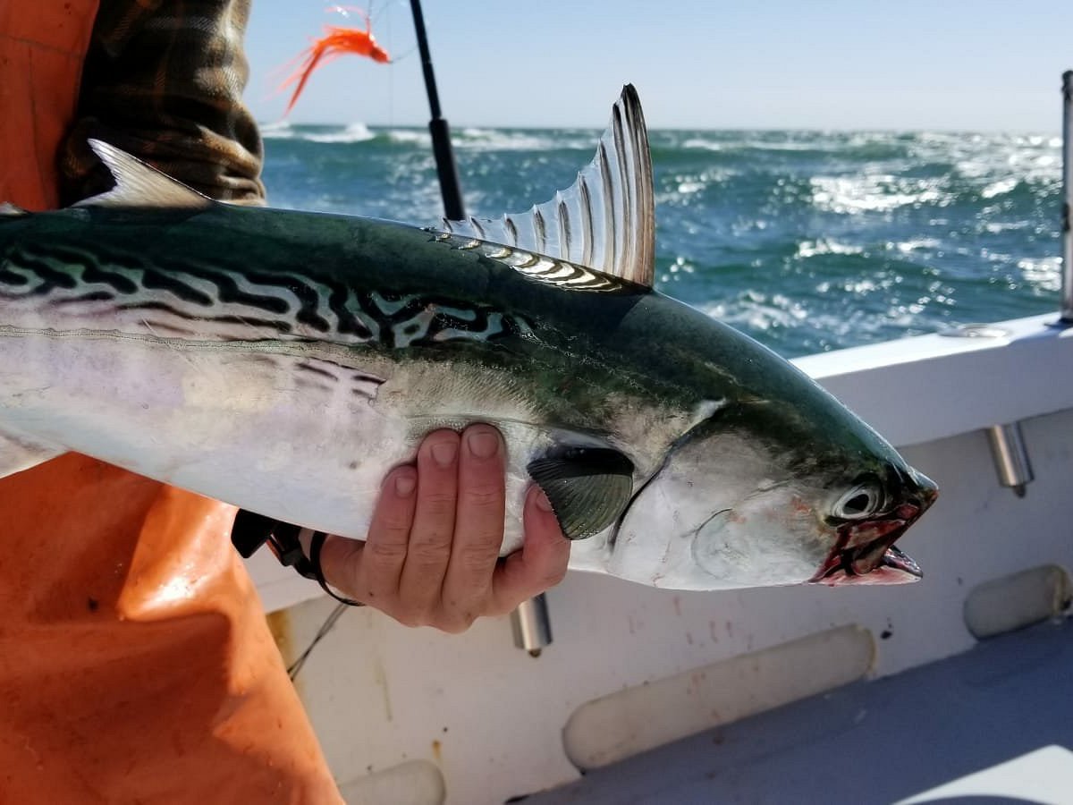 videos - Nantucket Charter Fishing - Absolute Sport Fishing