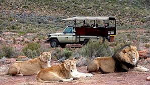 aquila game reserve day safari
