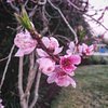 alesilvacorrea