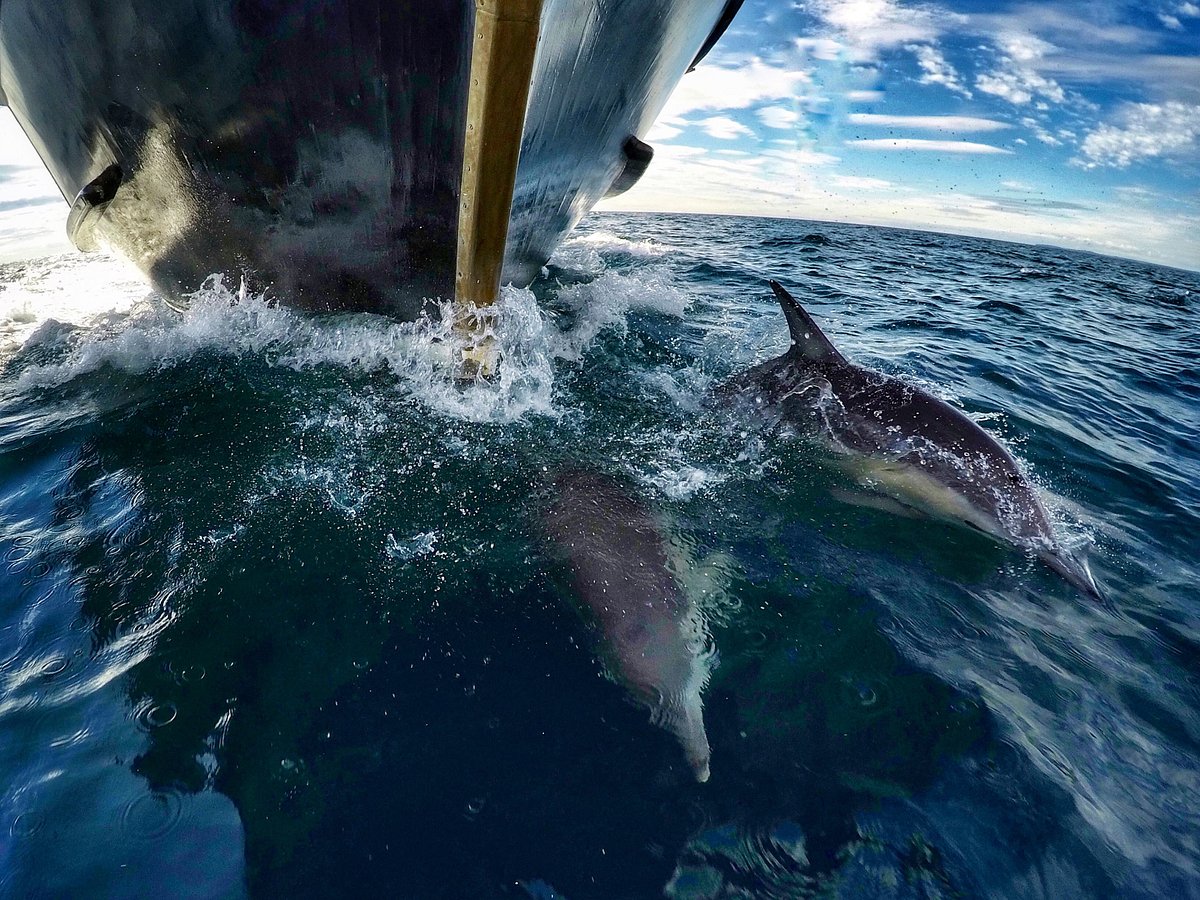 tauranga dolphin tours