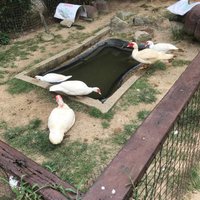 BUKIT TINGGI RABBIT FARM (Bentong) - All You Need to Know BEFORE You Go