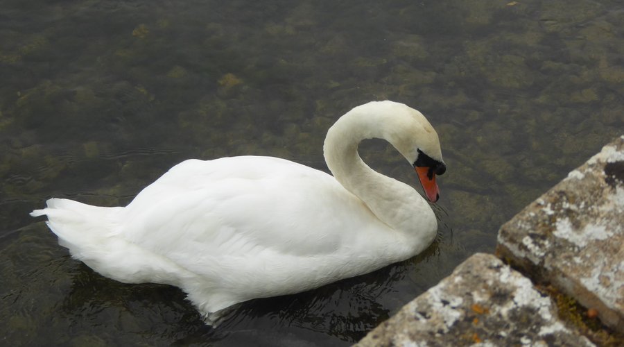 Uno dei tanti cigni che si vedono a Bibury