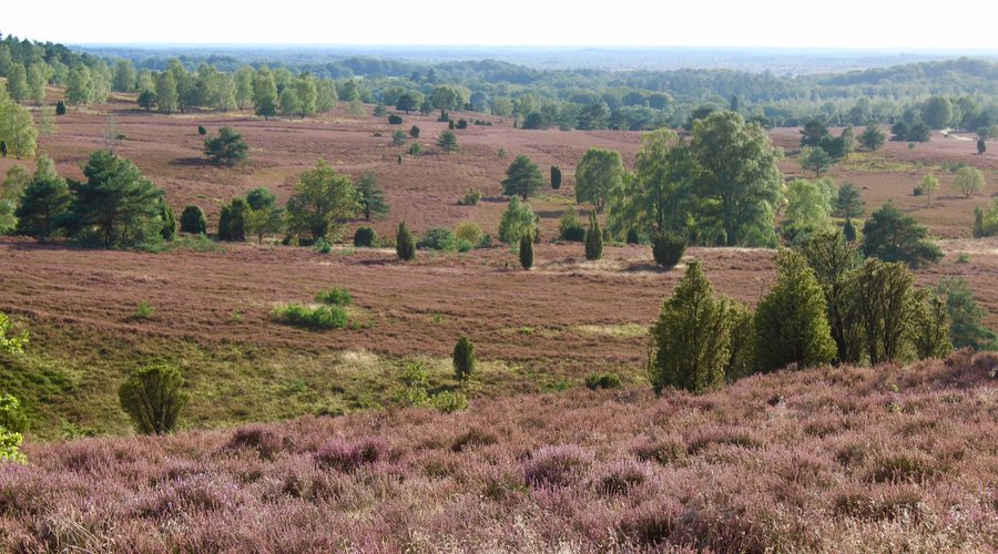 Ein Meer aus zartlila blühender Heide: Auch wenn die Heideblüte inzwischen schon fast durch ist, lohnt sich der Ausflug in die Lüneburger Heide immer noch - so wie auf dem Foto für einen Blick vom Wilseder Berg.