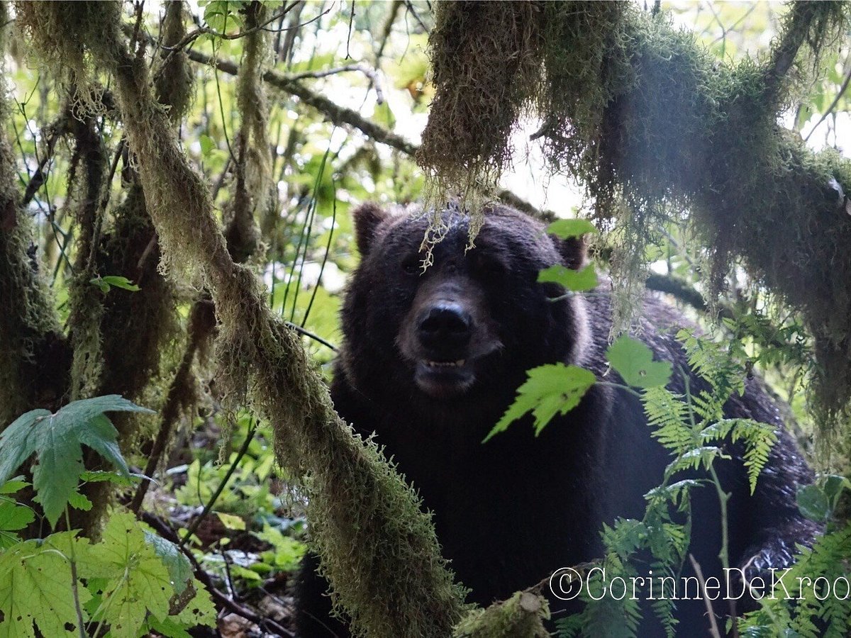 wildlife tours campbell river bc