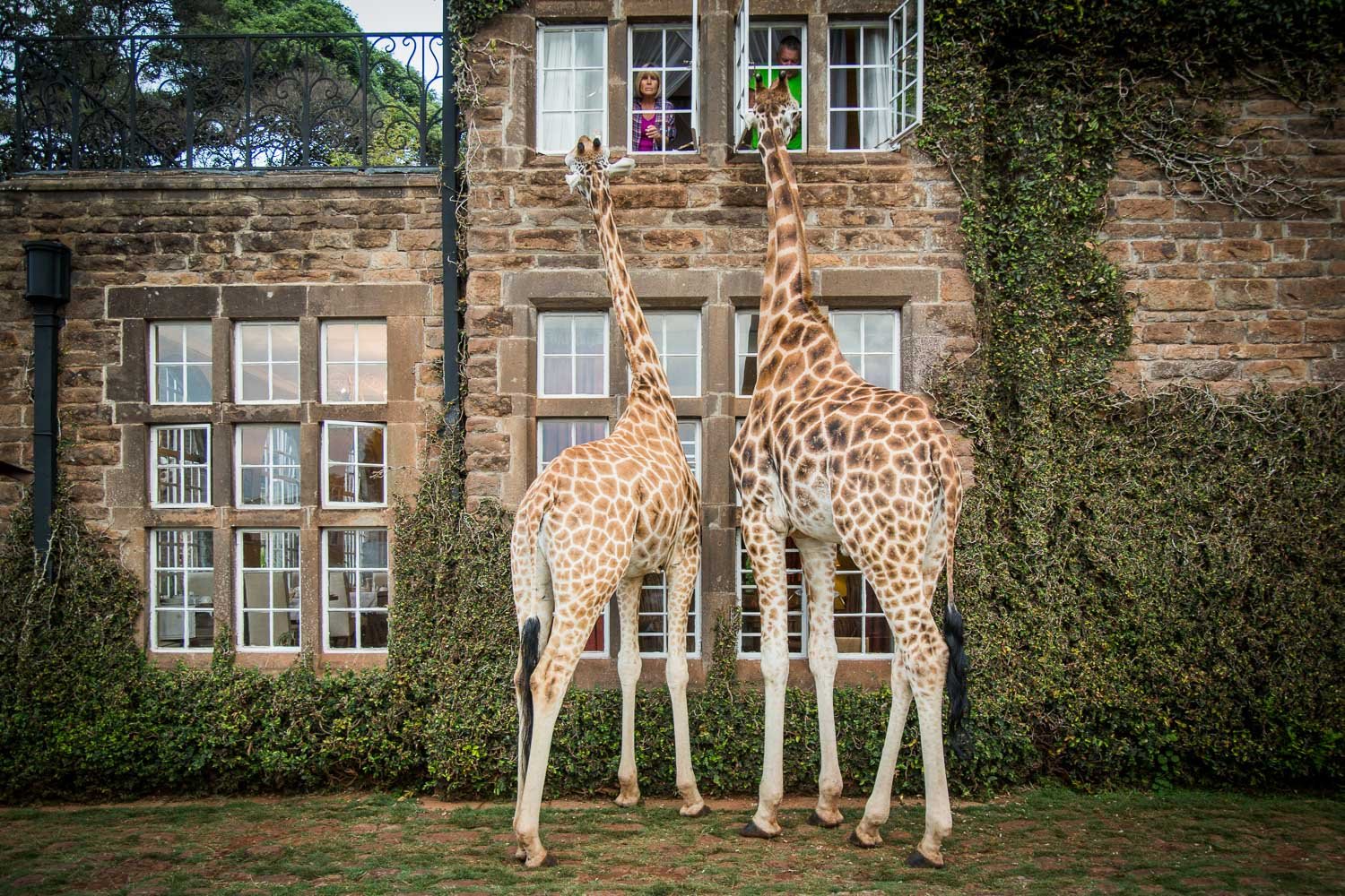 Hotel giraffe offer store code