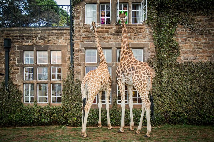 Fitness in the air: Let's hang out - Giraffe in the City