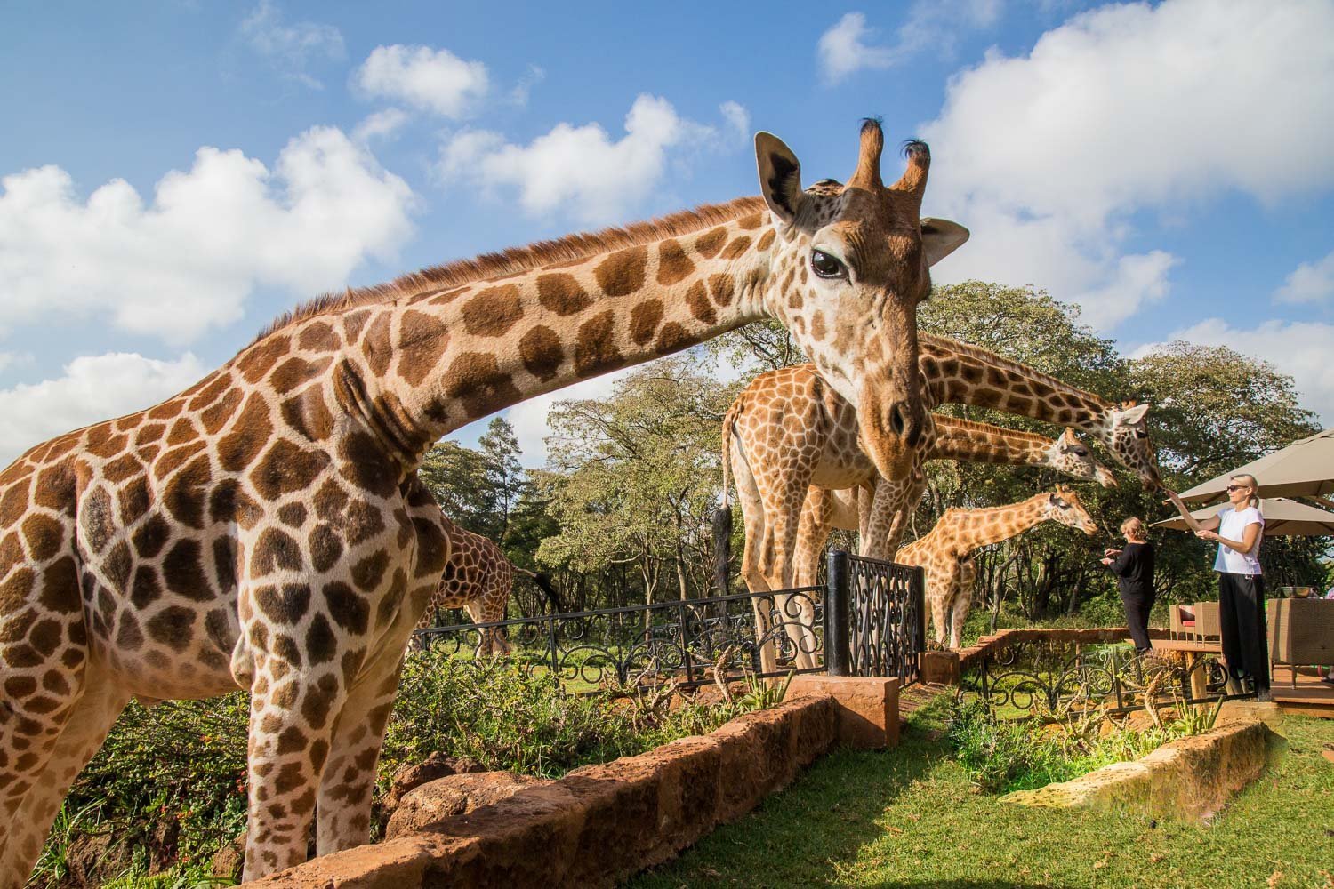 Giraffe Manor by Google