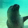 Dottor Foca