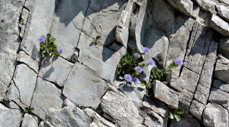 Globularia incanescens Viv, volgarnemnte nota con il nome di vedovella delle Apuane... è il fiore simbolo dell'Orto Botanico. Qui fotografata in fiore lungo l'itinerario di visita nelle fessure delle rocce calcaree (grezzoni)